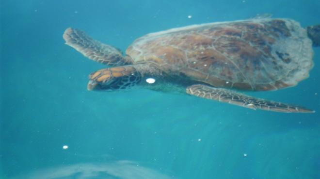 The local wildlife came out to inspect the Riviera fleet too. © Riviera . http://www.riviera.com.au